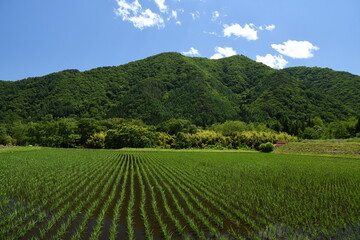 里山の田園風景