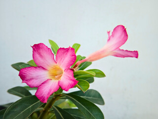 close-up of adenium flower
