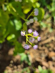 Bandotan plant. This plant has long been used in traditional medicine to treat various conditions...
