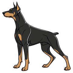 Black and tan Doberman pinscher standing in profile with cropped tail illustration