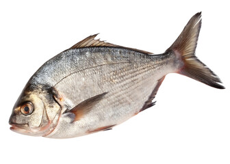 Obraz premium silver fish with red fins