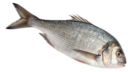 Fototapeta premium silver fish with red fins