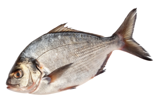 silver fish with red fins