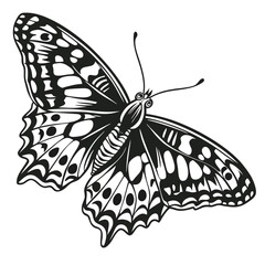 Detailed black and white butterfly illustration with intricate wing patterns and antennae