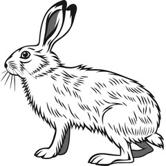 Detailed black and white drawing of a European hare in standing pose