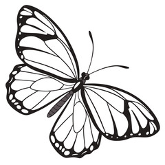 Detailed Butterfly Illustration in Black and White with Intricate Wing Patterns