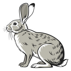Detailed Cartoon Illustration of a Gray European Hare Isolated on White