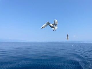 Urlaub, Kroatien, Insel, Krk