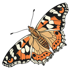 Detailed illustration of a beautiful orange and black Vanessa cardui butterfly