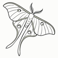 Elegant Luna Moth Illustration with Detailed Wing Patterns and Antennae