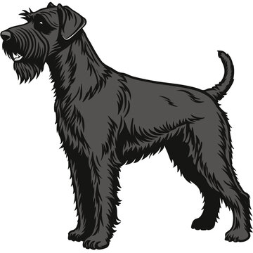 Full body vector illustration of a dignified and elegant Black Russian Terrier