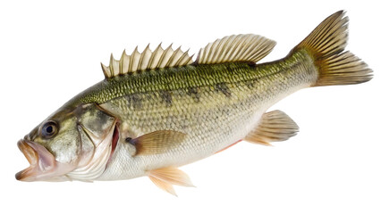 Fototapeta premium Large mouth bass fish