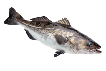atlantic cod fish on white