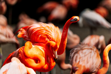 Greater flamingo in Prague zoo. Close-up of flamingos fighting each other on their black beaks.