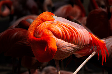 Greater flamingo in Prague zoo. Close-up of flamingos fighting each other on their black beaks.