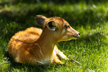 Young sitatunga antelope resting peacefully on lush green grass in sunlight. Close-up wildlife photo perfect for nature, safari, and animal-themed projects.