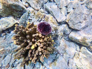 Urlaub, Kroatien, Insel, Krk