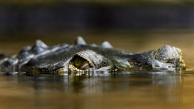 an image showing a close-up of the eye and part of the head of an alligator or crocodile submerged in water with a reflection