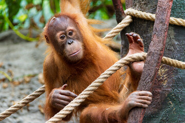 portrait of Sumatran orangutan in Prague zoo. Playing brown monkey. Detail of orangutan's face