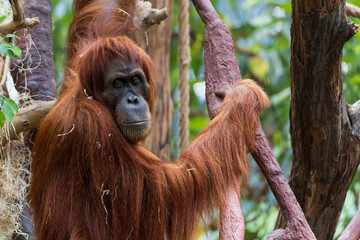 portrait of Sumatran orangutan in Prague zoo. Playing brown monkey. Detail of orangutan's face