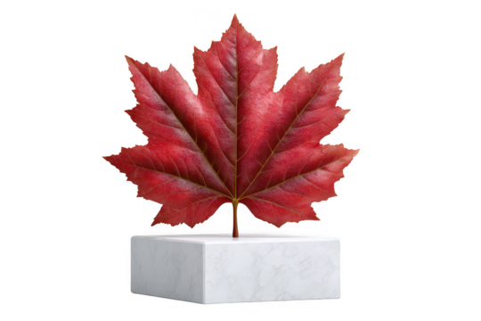 Vibrant Red Maple Leaf on Marble Autumn Nature Photography