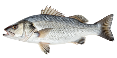 Silvery fish with spiny fin