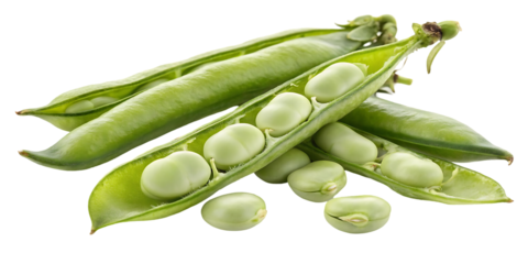 Green bean pods and seeds