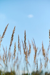 Fototapeta premium Tall golden grass dances softly in the breeze beneath a bright blue sky on a sunny day.