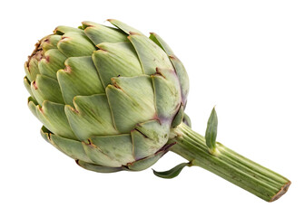 Obraz premium Green artichoke full stem