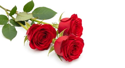 Elegant Red Roses A Trio of Perfect Blooms, Exquisite and Romantic Flowers, Symbol of Love and Passion