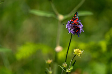 Six-spot burnet moths feeding on purple flower in summer meadow