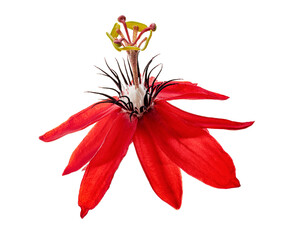 Passiflora coccinea, Red passion flower isolated on white background with clipping path  
