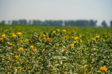 Safflower. American wild saffron blooming in a large field.