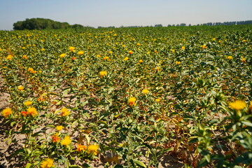 Safflower. American wild saffron blooming in a large field.
