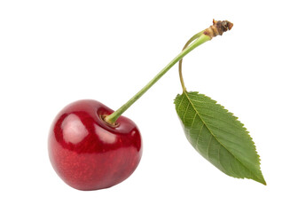 Juicy cherry with stem drop