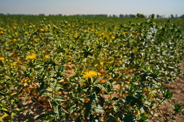 Safflower. American wild saffron blooming in a large field.