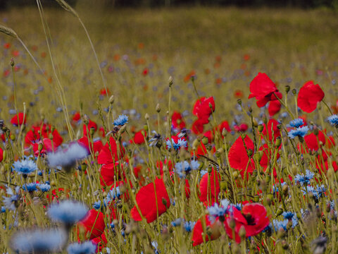 Beautiful nature background of a poppy field. High quality