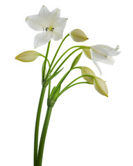 Fototapeta premium Crinum moorei flowers, Natal Lily, White Lily isolated on white background 