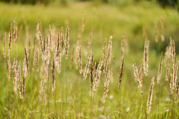 Golden strands of grass dance in the breeze, showcasing summer's warmth in a vibrant green meadow setting.