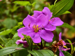 melastoma flower in the morning 