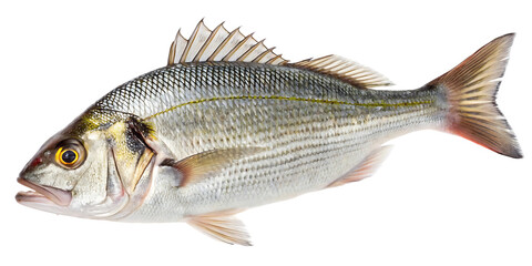 Fototapeta premium Striped Silver Sea Bream with Spiny Dorsal Fin