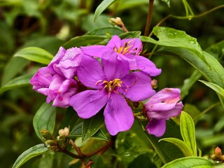 Naklejka premium melastoma flower in the morning
