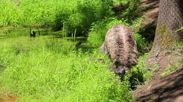 Exotic ostrich emu bird on a summer day