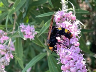 Urlaub, Kroatien, Insel, Krk