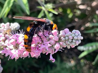 Urlaub, Kroatien, Insel, Krk