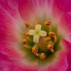 Close-up of a pink flower's center