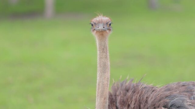 Exotic ostrich emu bird on a summer day