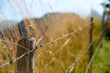 A barbed wire fence runs beside tall grass in a sunny landscape with a clear blue sky and distant...