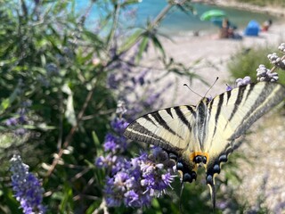 Urlaub, Kroatien, Insel, Krk