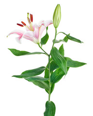 Japanese lily, Pink lily flowers, Lilium speciosum isolated on white background, with clipping path...